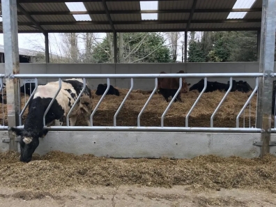Engineering fixed cattle feed barriers