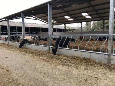 Condon Engineering fixed cattle feed barriers