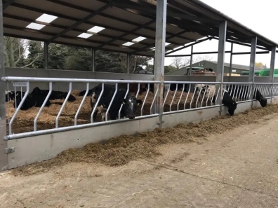 Condon Engineering fixed cattle feed barriers